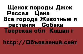 Щенок породы Джек Рассел › Цена ­ 45 000 - Все города Животные и растения » Собаки   . Тверская обл.,Кашин г.